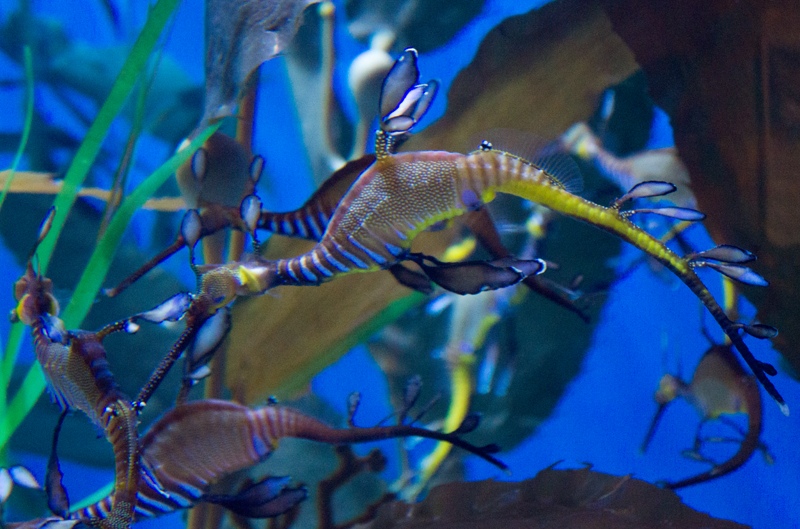 Aquarium of Pacific